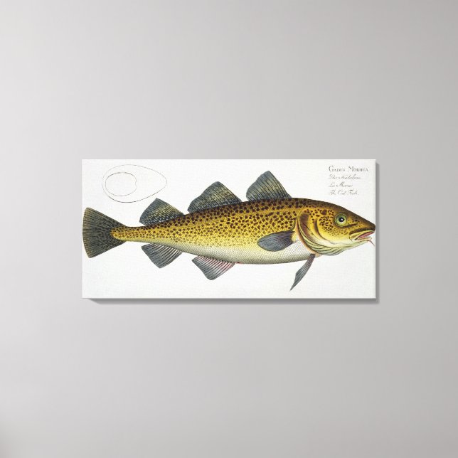 Cod (Gadus Morhua) plate LXIV from 'Ichthyologie, Canvas Print (Front)