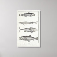 Cod, Tuna, Salmon and Sturgeon