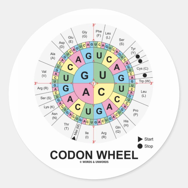 Codon Wheel (RNA Codons Amino Acids) Classic Round Sticker (Front)