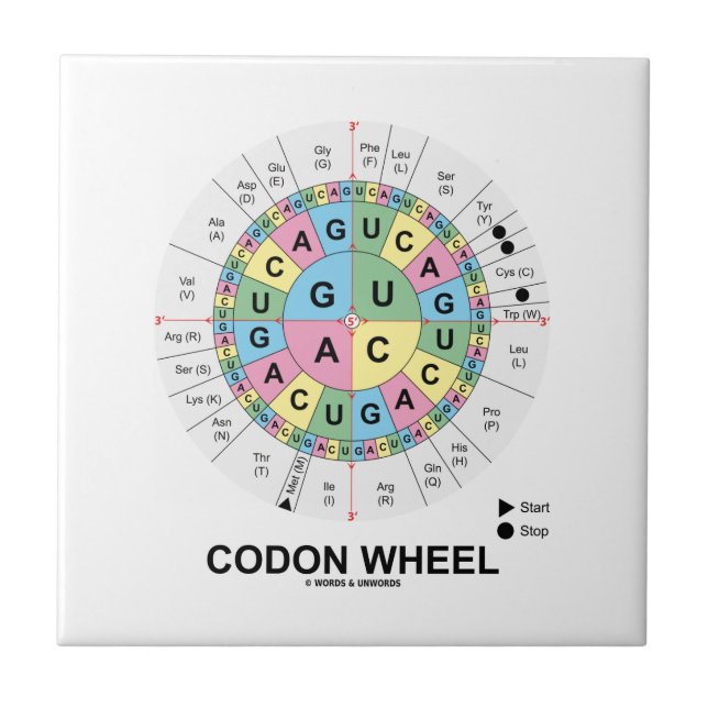 Codon Wheel (RNA Codons Amino Acids) Tile (Front)