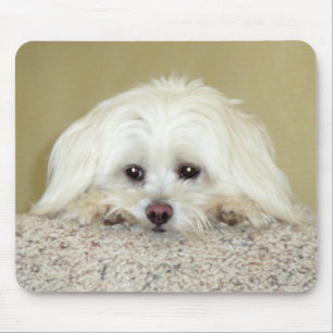 'CODY' Sweet LittleMaltese photo at top of stairs Mouse Pad
