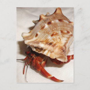 Coenobita violascens hermit crab baby postcard
