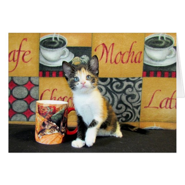 Coffe, Tea, or Meow - Leilani (Front Horizontal)