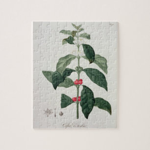 Coffea Arabica from 'Phytographie Medicale' by Jos Jigsaw Puzzle