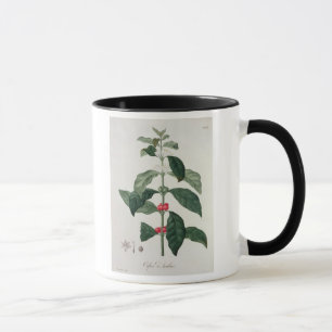 Coffea Arabica from 'Phytographie Medicale' by Jos Mug