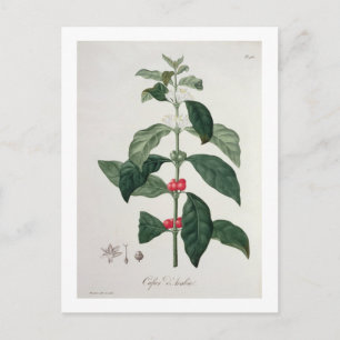 Coffea Arabica from 'Phytographie Medicale' by Jos Postcard