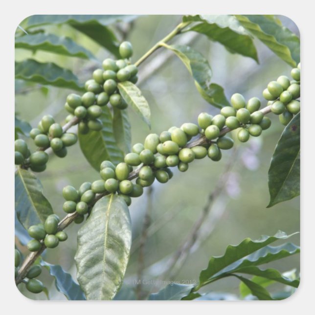 Coffea is a large genus of flowering plants in square sticker (Front)