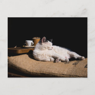 Coffee Cat Postcard