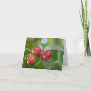 Coffee Cherries Card