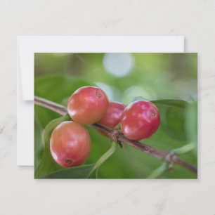 Coffee Cherries Card