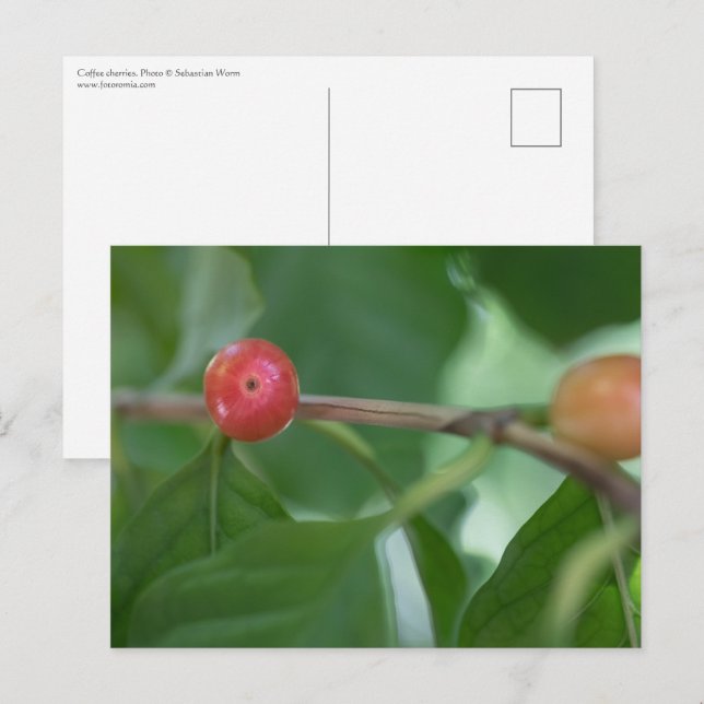 Coffee Cherries Nature Photo Postcard (Front/Back)
