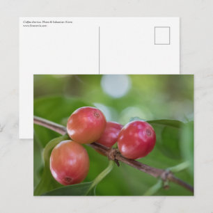 Coffee Cherries Postcard