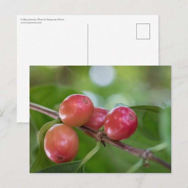 Coffee Cherries Postcard (Front/Back)