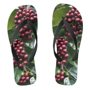 Coffee Lovers Coffee Tree, Jandals