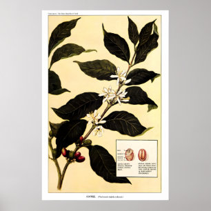 Coffee Plant 1923 POSTER PRINT Vintage Botanical