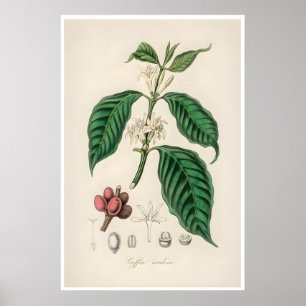 Coffee Poster Botanical Illustration Arabica Art