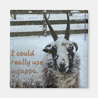 Coffee Sheep Magnet #1 - Precious