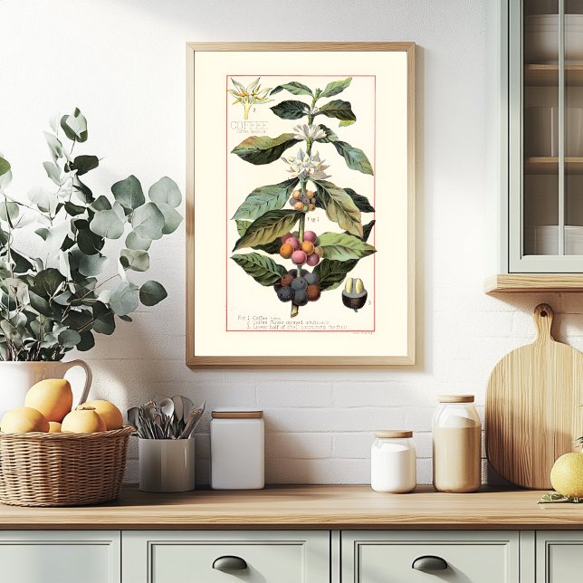 COFFEE - VINTAGE BOTANICAL ILLUSTRATION POSTER (Creator Uploaded)