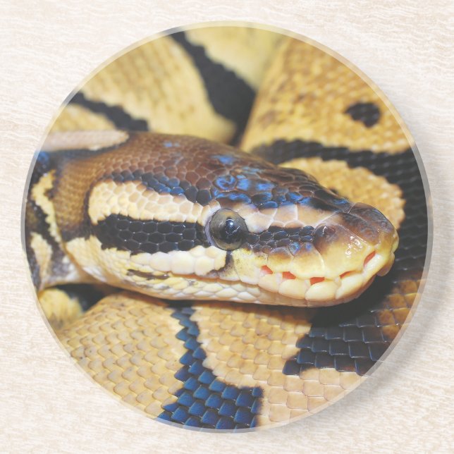 Coiled Ball Python Closeup Coaster (Front)