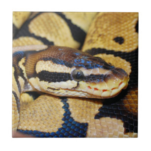 Coiled Ball Python Closeup Tile