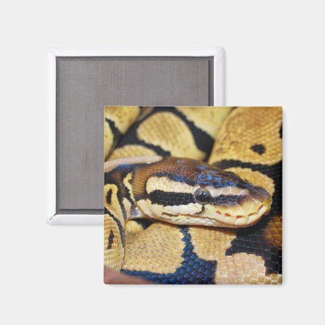 Coiled Ball Python, Head Closeup Magnet (Front/Back)