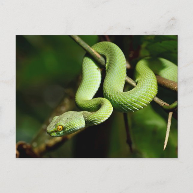 Coiled Green Tree Snake Postcard (Front)