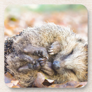Coiled hedgehog lying on leaves in fall season coaster