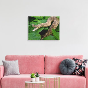 Coiled Rattlesnake in Hosta Plant Canvas Print