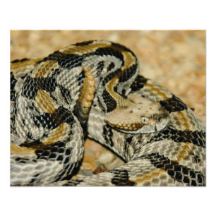 Coiled Timber Rattlesnake Photo Print