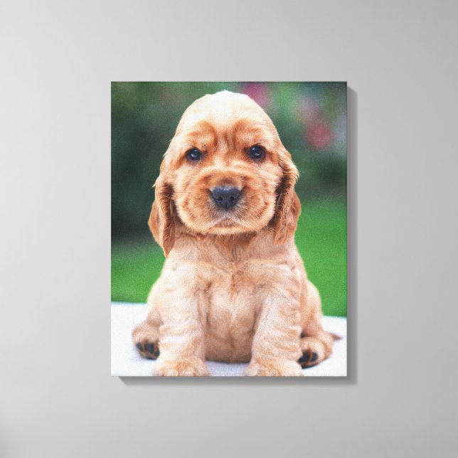 Coker Spaniel Puppy Canvas Print (Front)