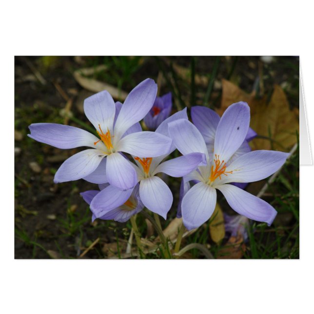 Colchicum autumnale (Front Horizontal)