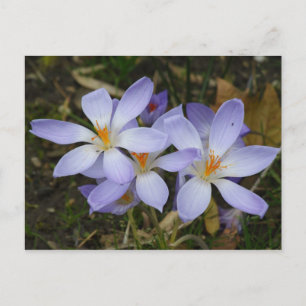 Colchicum autumnale postcard