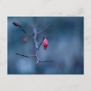 Cold rose postcard