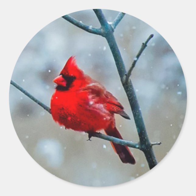 Cold Winter Fluffy Red Cardinal Bird, Snowy Tree Classic Round Sticker (Front)