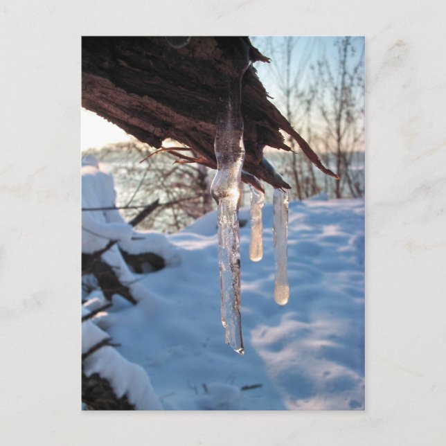 cold winter icicles after first snow storm postcard (Front)
