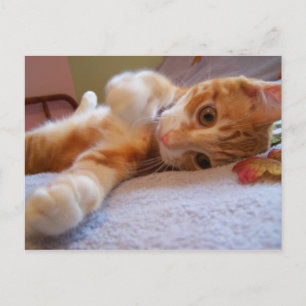 Cole is silly Postcard