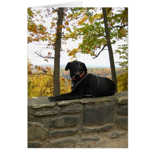 Cole on the wall (Front)