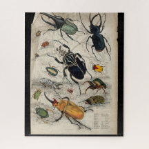 Coleoptera (beetles and weevils). Coloured etching