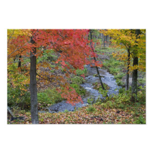 Coles Creek lined with autumn maple trees near Photo Print