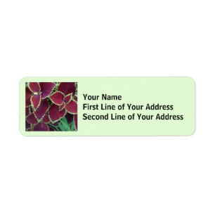 Coleus