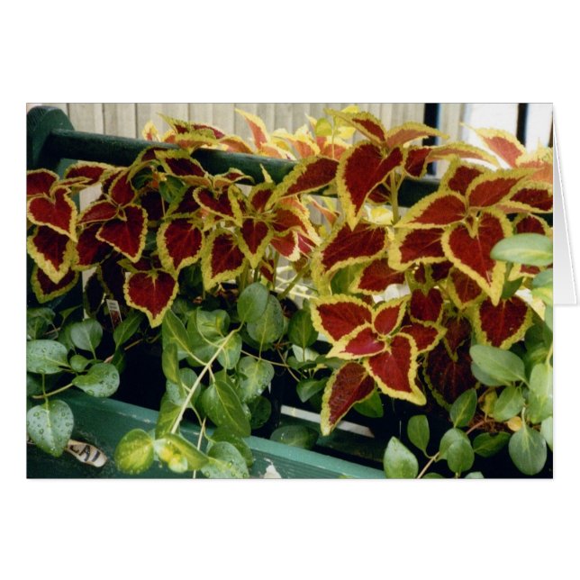 Coleus (Front Horizontal)