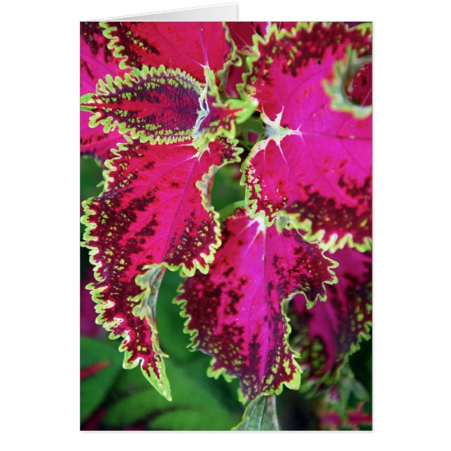 "Coleus #1" (Front)
