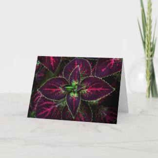 Coleus Card