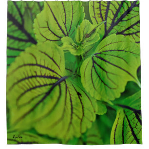 Coleus Fern Shower Curtain