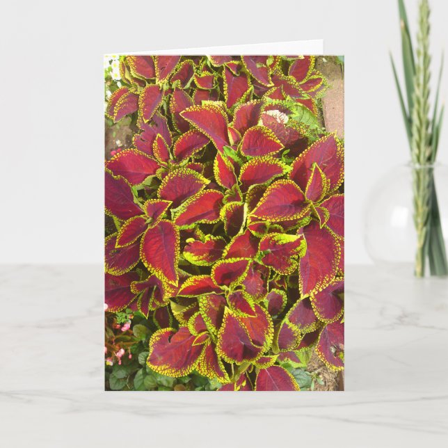 Coleus Flower Patch Greeting Card (Front)