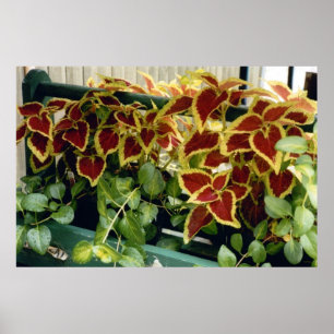 Coleus in Bloom Poster