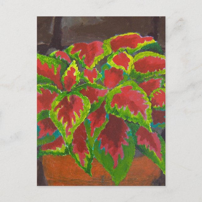 Coleus in Terracotta Postcard (Front)