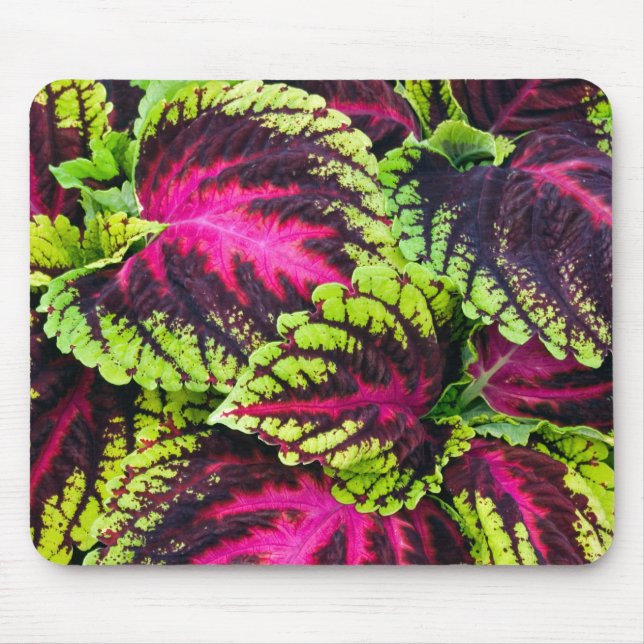 Coleus Plant Leaves Mouse Pad (Front)