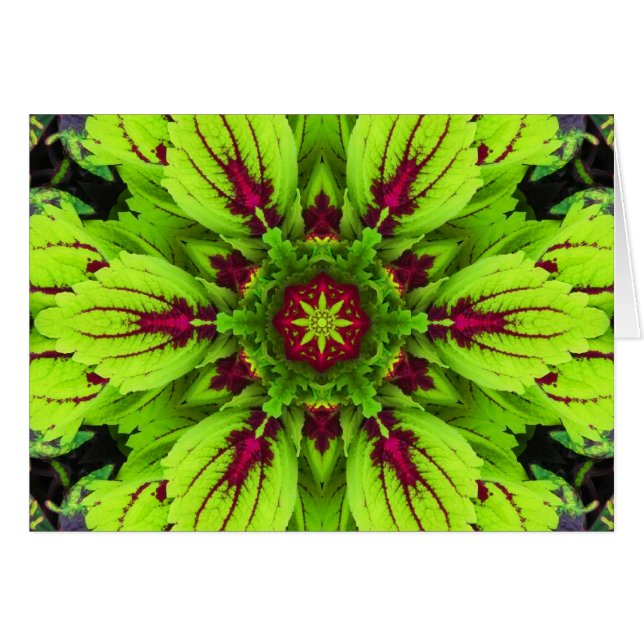 Coleus Plant Mandala (Front Horizontal)