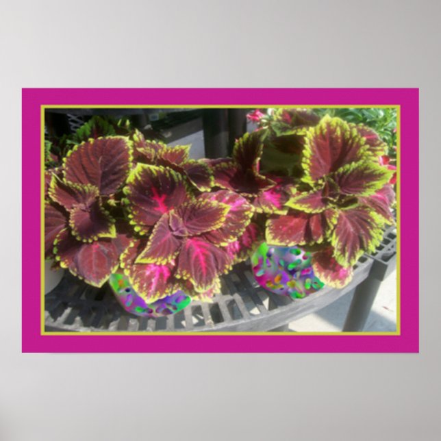 Coleus Plant Poster (Front)